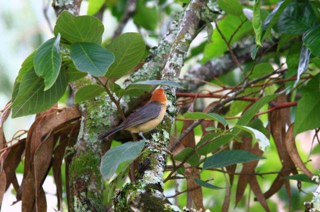Buff-Bellied Tanager